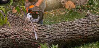 Best Storm Damage Tree Cleanup  in Baxter, MN