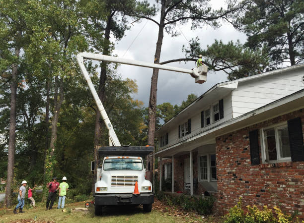 Best Tree Removal  in Baxter, MN