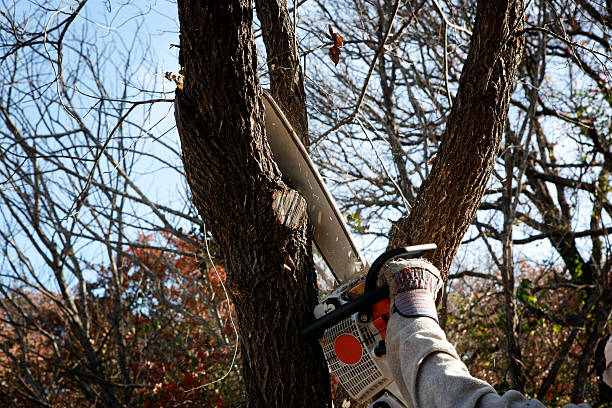 Best Root Management and Removal  in Baxter, MN
